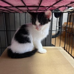 ハチワレ2カ月くらい