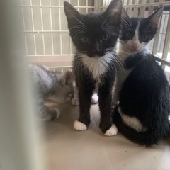 兄妹でもらってください❣️生後1・2ヶ月の子猫