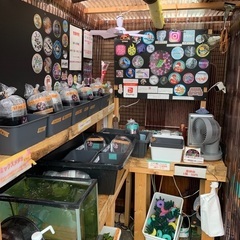 【五桜メダカ】7月5日　横須賀めだか無人販売の画像