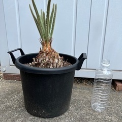 【観葉植物】蘇轍　蘇鉄　ソテツ　②