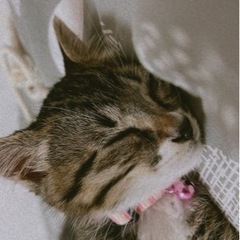 ミミくん