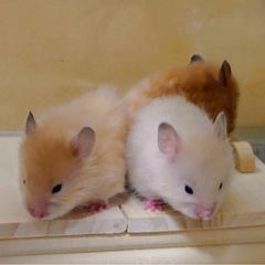 ゴールデンハムスター