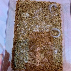 ミルワーム