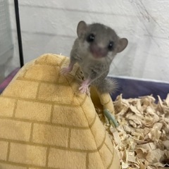 アフリカヤマネ