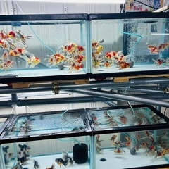観賞魚の水槽などなどのお手伝い