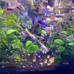 熱帯魚・グッピーオス200￥の画像