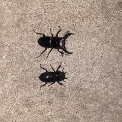 ツシマヒラタクワガタ　ペア