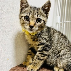【里親様決まりました🌟】タヌキ顔のキジくん🐱