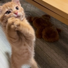 かわいい茶トラ君
