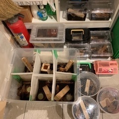 カブト虫 、カブトムシ の画像