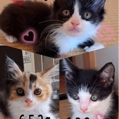 可愛い3匹姉妹
