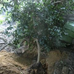 ツバキ・椿 (庭木)②樹高約1.5m　花言葉は「控えめな優しさ」...