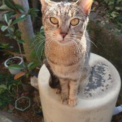 1歳9ヶ月 キジトラ兄妹   家猫修行からお願いします