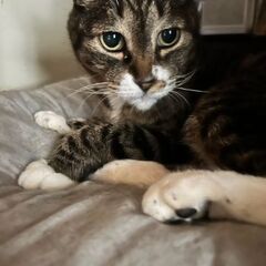 行き場のない猫ちゃんたち