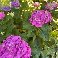紫陽花の挿し穂を3本ほどお譲りいただけませんか？(՞ . .՞)"