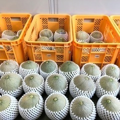 最終販売　近江草津メロン　残り数個　タカミメロン🍈　今食べ頃です