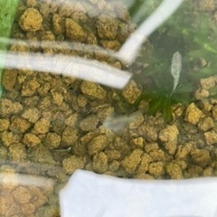 オヤニラミ