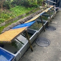 協会系らんちゅう　　新仔　複数匹購入可