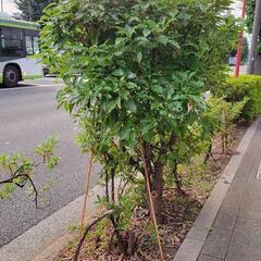クスノキ　国道17号 本蓮沼駅近く