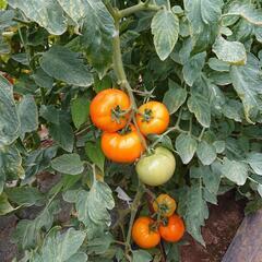 トマト🍅新鮮❗の画像