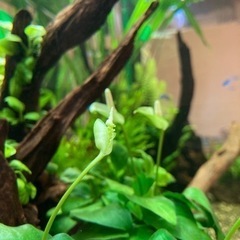 【東海】アクアリウムLINEグルのメンバー募集🐟 - 友達