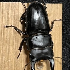 愛知県、祖父江産オオクワガタ　新成虫ペア