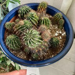サボテン　１鉢　500円でお譲りいたします。　の画像