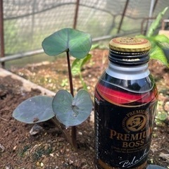 コロカシア　ブラックコーラルの画像