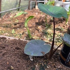 コロカシア　ブラックコーラルの画像