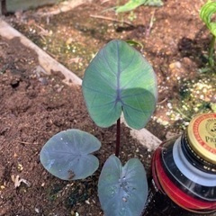 コロカシア　ブラックコーラルの画像