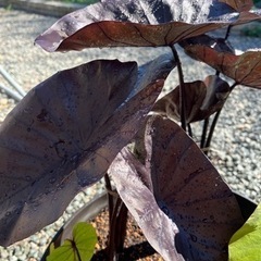 コロカシア　ブラックコーラルの画像