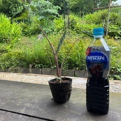 コロカシアの画像