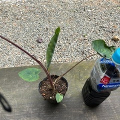 コロカシアの画像