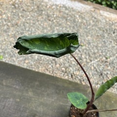 コロカシアの画像