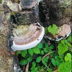 さるのこしかけ 