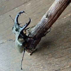 ミヤマクワガタ