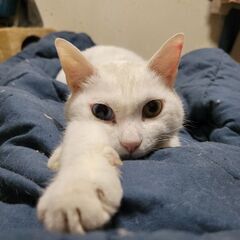 新規オープン❗リサイクルショップ&保護猫カフェ店長候補❗猫好きな方歓迎‼️😸の画像