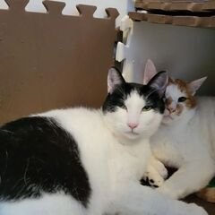 新規オープン❗リサイクルショップ&保護猫カフェ店長候補❗猫好きな方歓迎‼️😸の画像