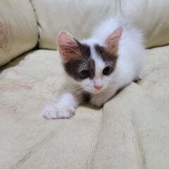 新規オープン❗リサイクルショップ&保護猫カフェ店長候補❗猫好きな方歓迎‼️😸の画像