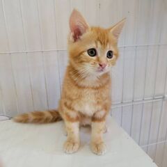 新規オープン❗リサイクルショップ&保護猫カフェ店長候補❗猫好きな方歓迎‼️😸の画像