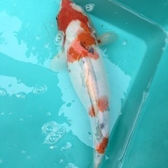 🐟 錦鯉（ニシキゴイ） 大正三色◆約43cm【生体】