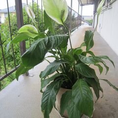 ★スパティフィラム・メリー：人気観葉植物！８号プラ鉢！の画像