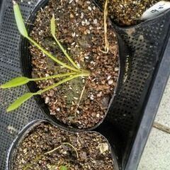 水生植物、朧月（多肉植物）　いかがでしょうか？の画像