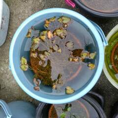 水生植物、朧月（多肉植物）　いかがでしょうか？の画像