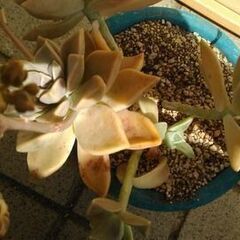 水生植物、朧月（多肉植物）　いかがでしょうか？の画像