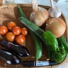 家庭菜園　無農薬　夏野菜は朝どれ