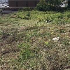 明日草刈り手伝ってくれる方