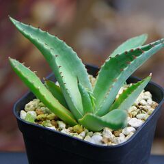 アガベ/スカブラ(Agave scabra/カキ仔)-①の画像
