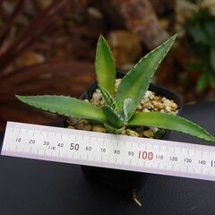 アガベ/スカブラ(Agave scabra/カキ仔)-①の画像