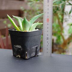 アガベ/スカブラ(Agave scabra/カキ仔)-①の画像